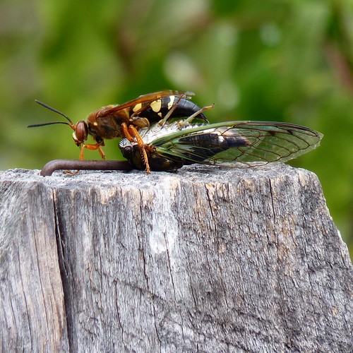 Cicada Killer Wasp