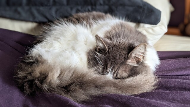 Jingle resting on my bed